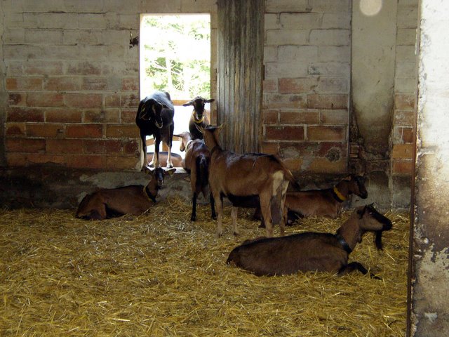 2011 09 24 Sortie ferme de la Noue 05